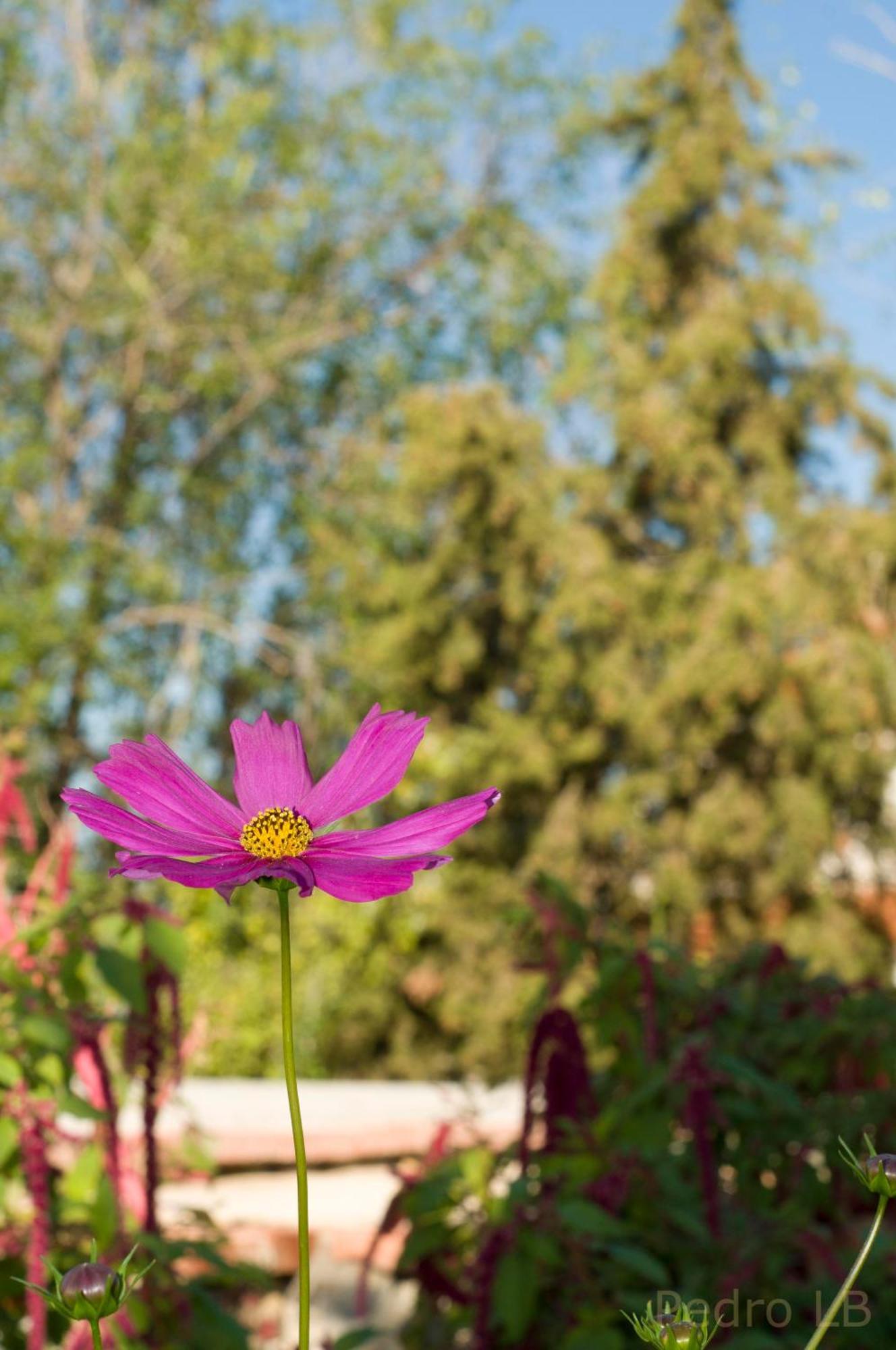 Casa Rural Cortijo Del Zoco Bajo Pozoblanco Esterno foto
